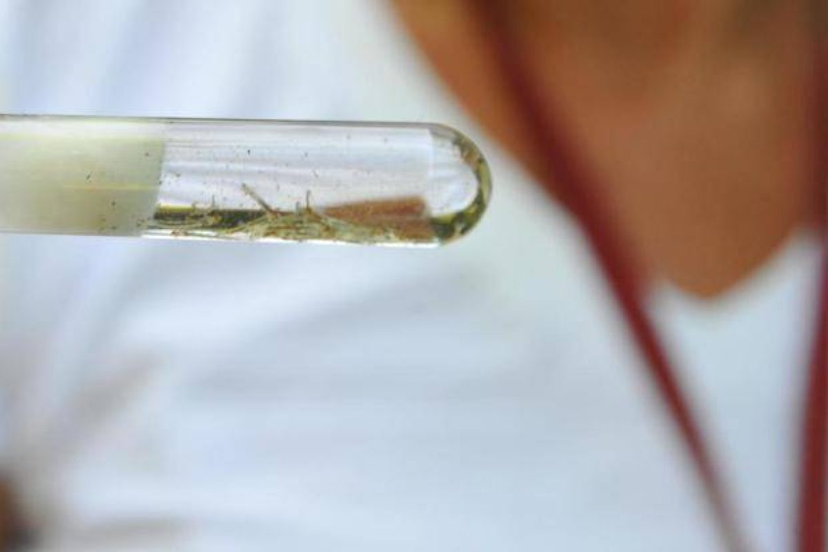 (Foto: Reprodução/Internet)