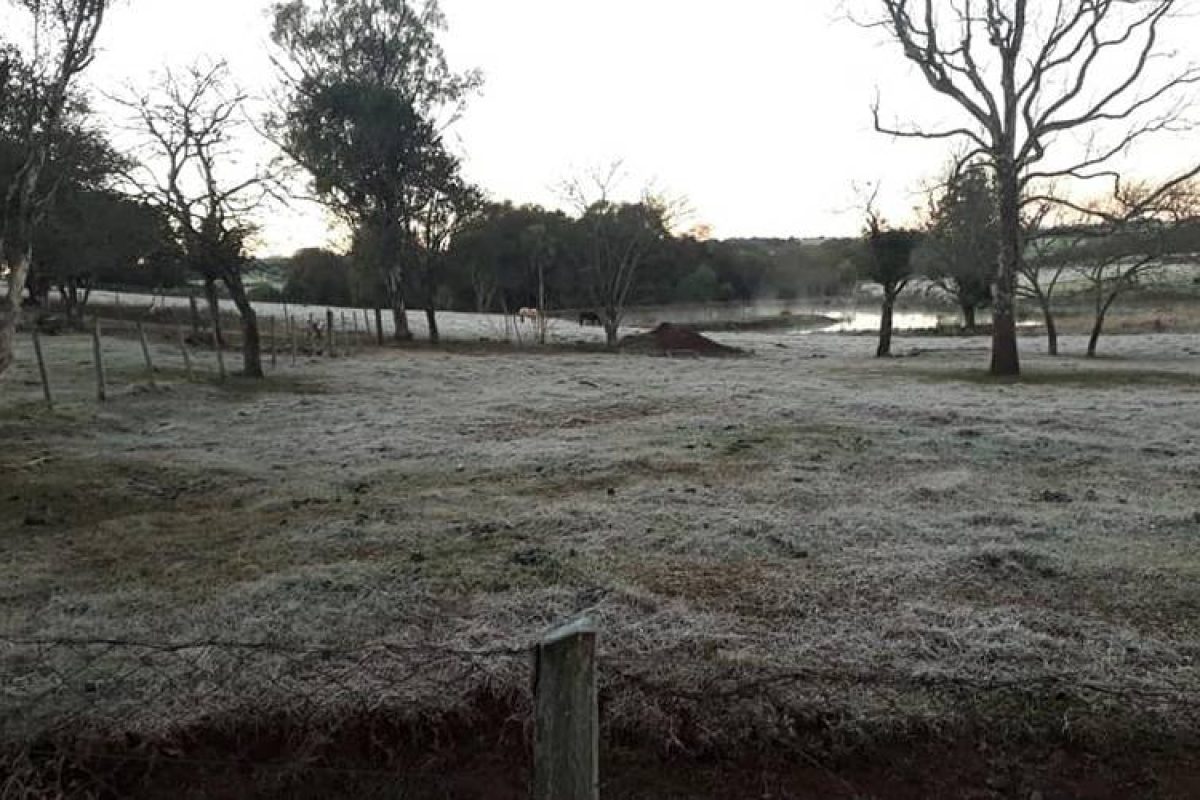 Não houve registro de temperaturas negativas nas Missões, porém, região não escapou das geadas. Foto: divulgação