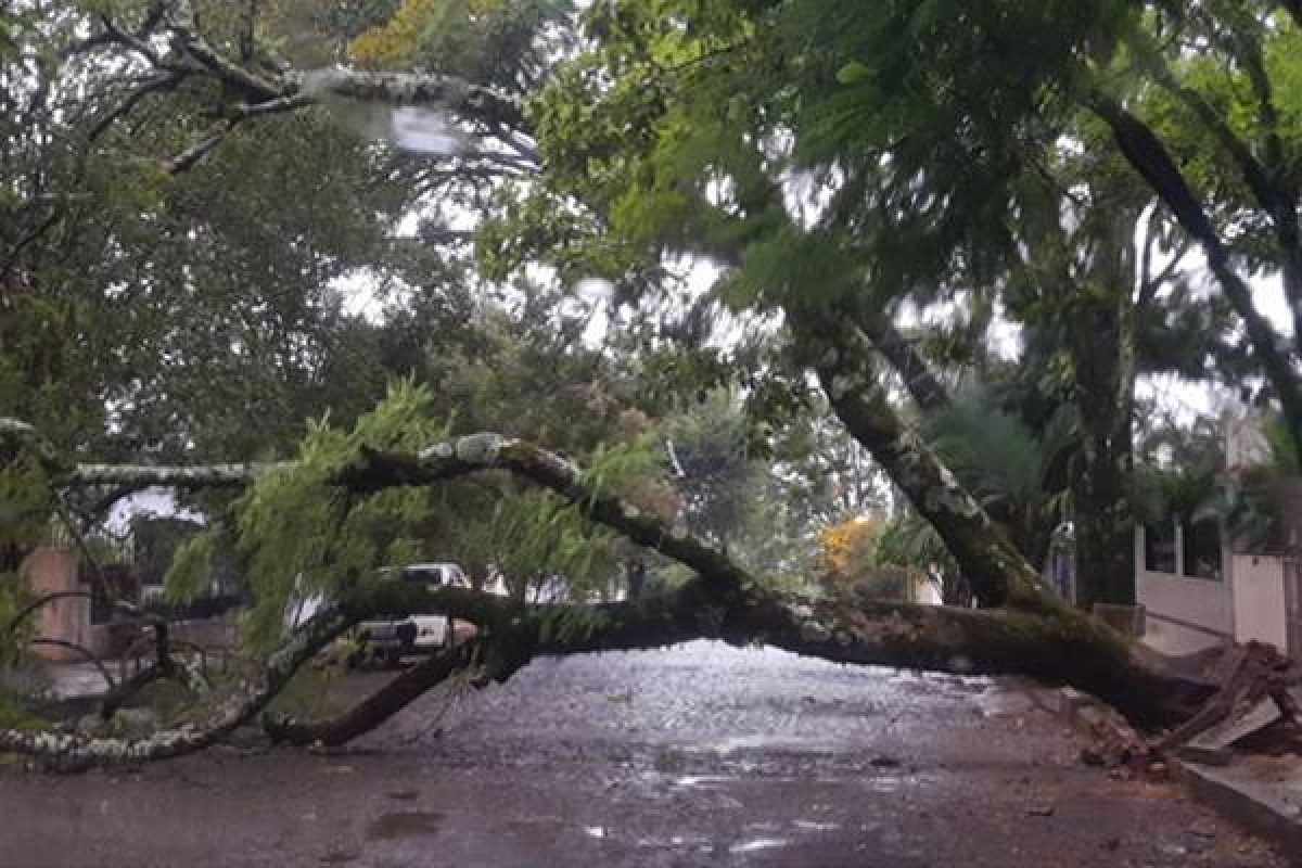 Queda de árvore no centro da cidade foi registrada na manhã de hoje. Foto: Heloisa Amaral
