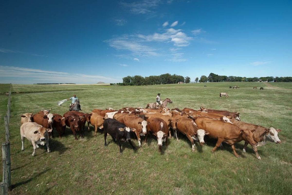 cattle-1600877_960_720
