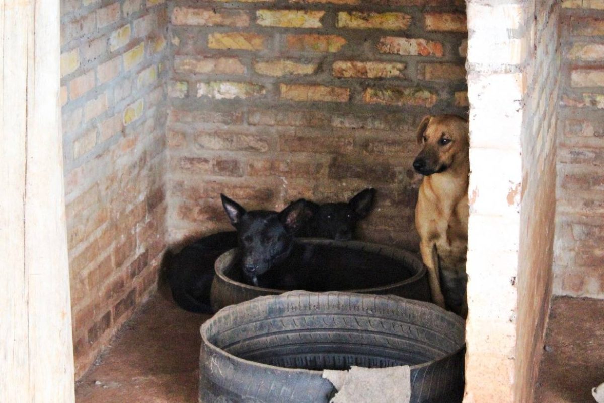 7mlyuicvu3gsvsa2i1ur_Cães abrigados no Canil Municipal esperam por um novo lar 1