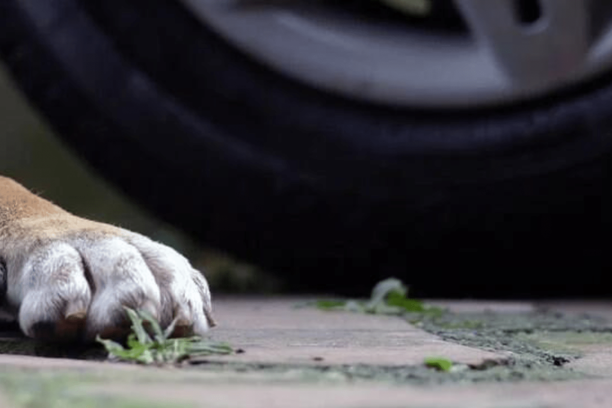 Imagem - 2022-08-25T102421.096