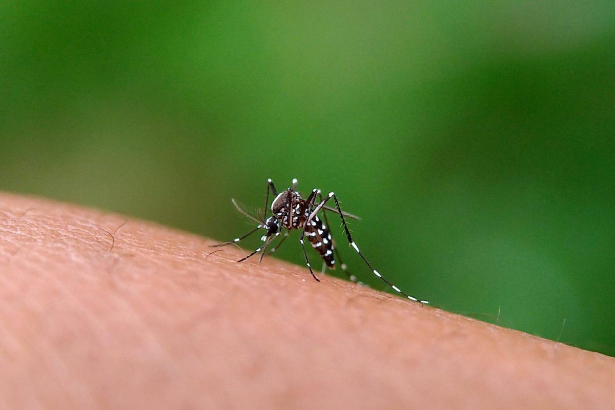 dengue-blackbook-scaled-e1672677232474