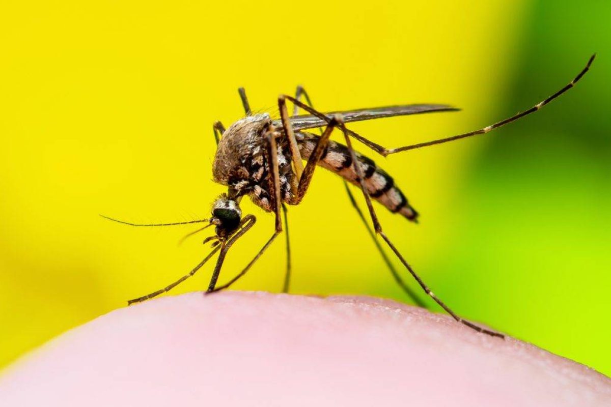 Combate-a-dengue_Banco-de-Imagens-1