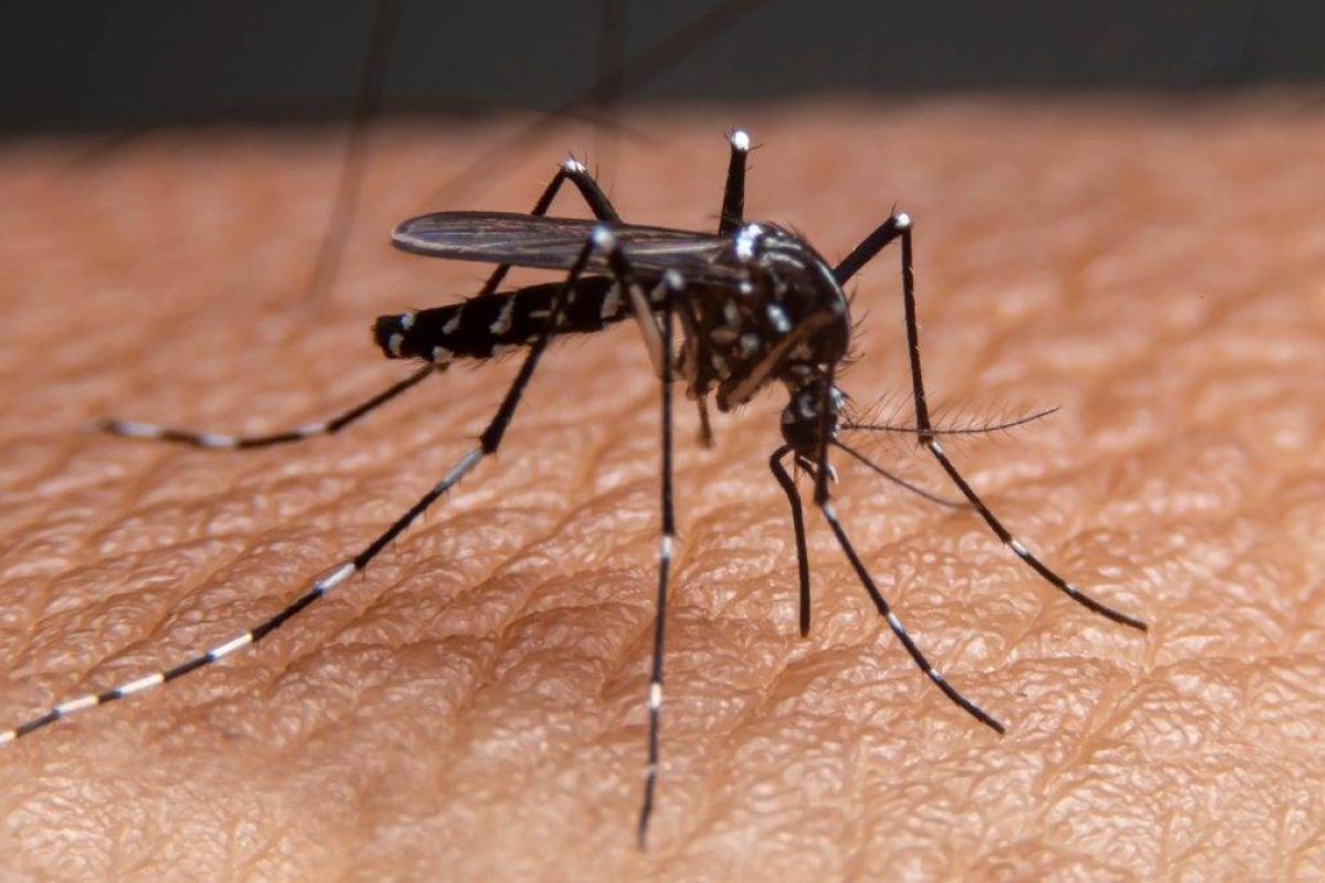 Dengue mosquito 1
