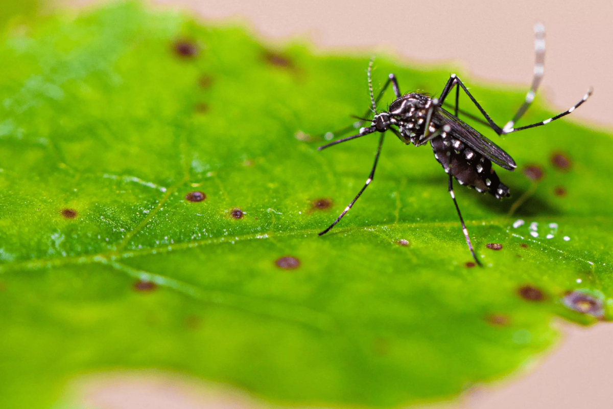 DENGUE