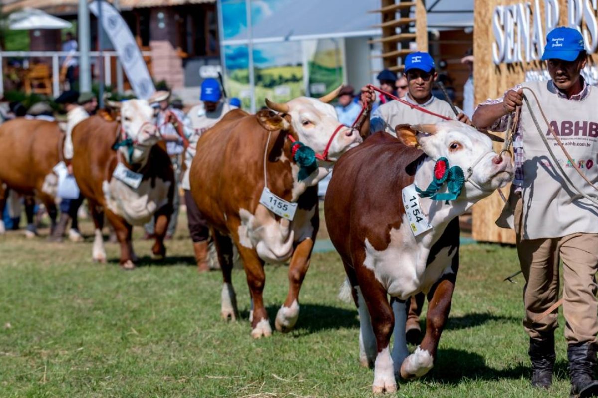 expointer_hereford