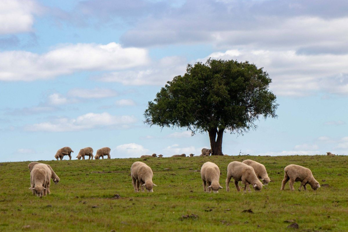 Campanha_Gaucha_-__Paisagem__Ovelhas-1966-scaled