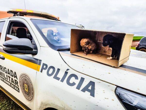 Cães abandonados são resgatados após atropelamento em São Borja