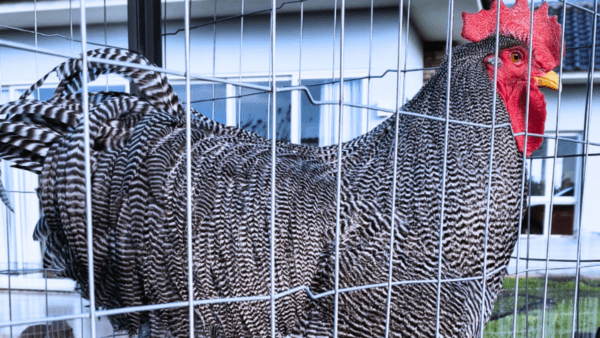 Criatório de Cerro Largo leva 70 aves de sete raças para a Expointer