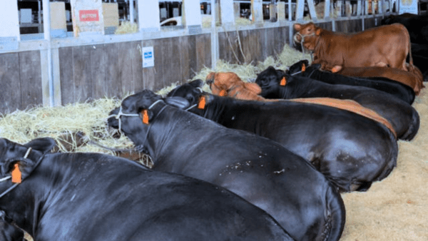 Agroottoni leva mais de 30 animais à Expointer e mantém expectativa por bons resultados