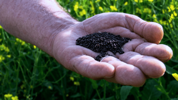 Inicia a colheita de canola no Rio Grande do Sul