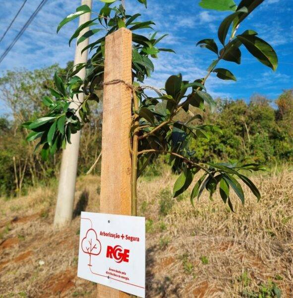 CPFL RGE e Prefeitura iniciam Arborização + Segura em São Nicolau