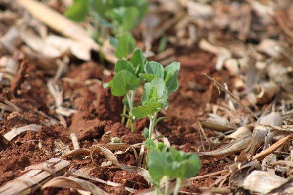 Safra de soja tem área projetada de 6,6 milhões de hectares no Rio Grande do Sul